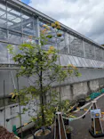 名古屋市東山動植物園に投稿された画像（2026/6/22）