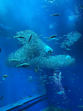 アクアワールド茨城県大洗水族館に投稿された画像（2026/6/22）