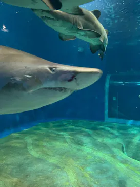 アクアワールド茨城県大洗水族館に投稿された画像（2026/6/22）