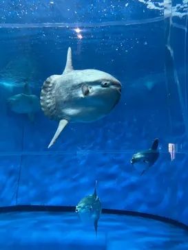 アクアワールド茨城県大洗水族館に投稿された画像（2026/6/22）