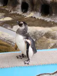 しながわ水族館に投稿された画像（2026/6/22）