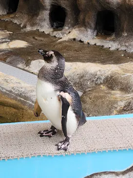 しながわ水族館に投稿された画像（2026/6/22）