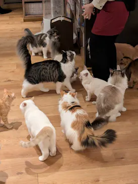 猫カフェモカ　池袋東口店に投稿された画像（2026/6/22）