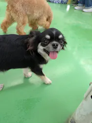 つくばわんわんランドに投稿された画像（2026/6/22）