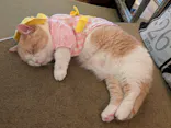 猫カフェモカ　池袋東口店に投稿された画像（2026/6/22）