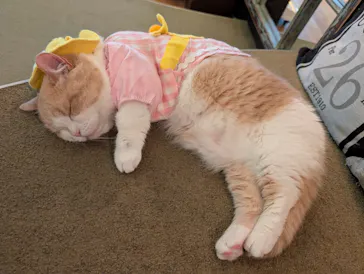 猫カフェモカ　池袋東口店に投稿された画像（2026/6/22）