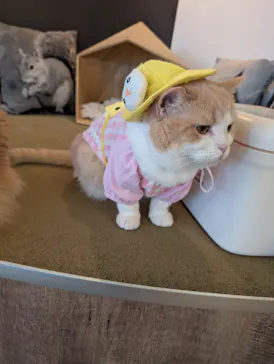 猫カフェモカ　池袋東口店に投稿された画像（2026/6/22）
