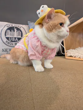 猫カフェモカ　池袋東口店に投稿された画像（2026/6/22）