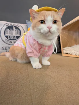 猫カフェモカ　池袋東口店に投稿された画像（2026/6/22）
