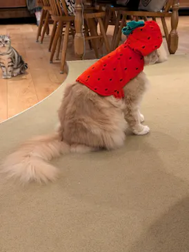 猫カフェモカ　池袋東口店に投稿された画像（2026/6/22）