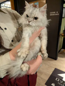 猫カフェモカ　池袋東口店に投稿された画像（2026/6/22）