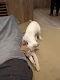猫カフェモカ　池袋東口店に投稿された画像（2026/6/22）