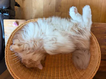 猫カフェモカ　池袋東口店に投稿された画像（2026/6/22）