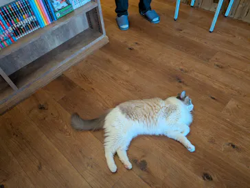 猫カフェモカ　池袋東口店に投稿された画像（2026/6/22）