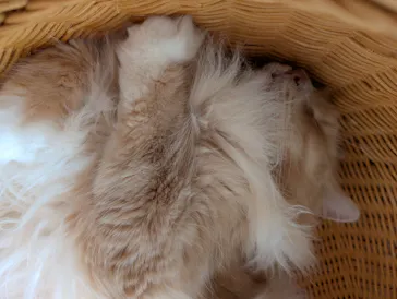 猫カフェモカ　池袋東口店に投稿された画像（2026/6/22）