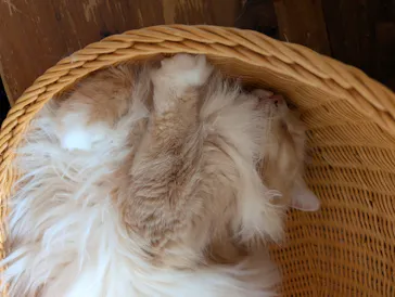 猫カフェモカ　池袋東口店に投稿された画像（2026/6/22）