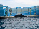 新江ノ島水族館に投稿された画像（2026/6/22）