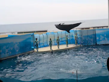 新江ノ島水族館に投稿された画像（2026/6/22）
