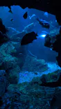 京都水族館に投稿された画像（2026/6/22）