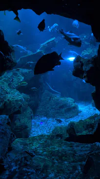 京都水族館に投稿された画像（2026/6/22）