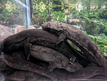 京都水族館に投稿された画像（2026/6/22）