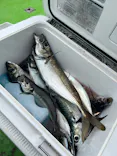 ATSUKU Japan Fishing Experience Hostに投稿された画像（2026/6/22）