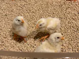 Moff animal cafe イオンモール幕張新都心店に投稿された画像（2026/6/22）
