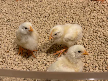 Moff animal cafe イオンモール幕張新都心店に投稿された画像（2026/6/22）
