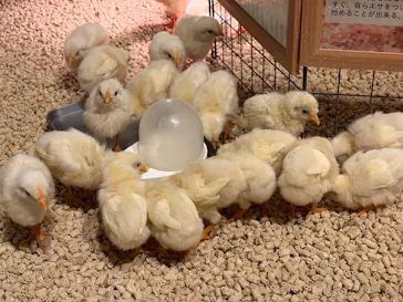Moff animal cafe イオンモール幕張新都心店に投稿された画像（2026/6/22）