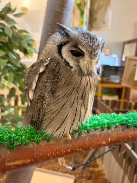 Moff animal cafe イオンモール幕張新都心店に投稿された画像（2026/6/22）