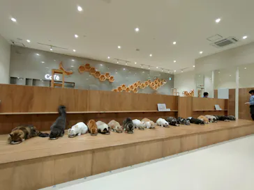 Cat Café MOFF コクーンシティさいたま新都心店に投稿された画像（2026/6/22）