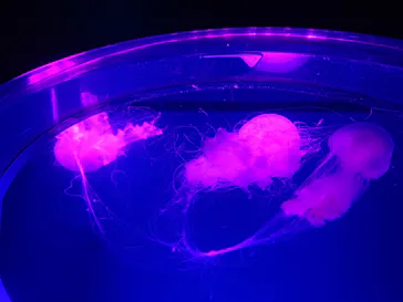 アクアワールド茨城県大洗水族館に投稿された画像（2026/6/22）