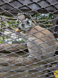 ANIMAL WONDER REZOURT 市原ぞうの国・サユリワールドに投稿された画像（2026/6/22）