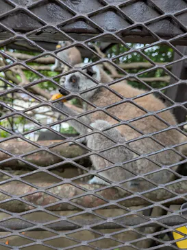 ANIMAL WONDER REZOURT 市原ぞうの国・サユリワールドに投稿された画像（2026/6/22）