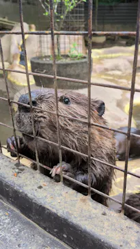ANIMAL WONDER REZOURT 市原ぞうの国・サユリワールドに投稿された画像（2026/6/22）