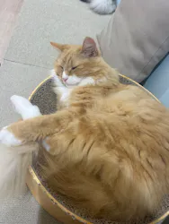 Cat Café MOFF 静岡PARCO店に投稿された画像（2026/6/22）