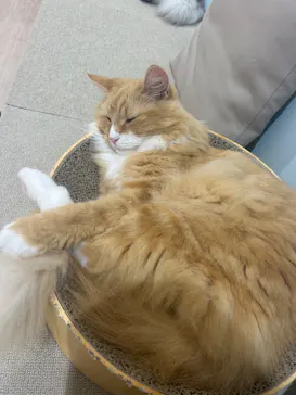 Cat Café MOFF 静岡PARCO店に投稿された画像（2026/6/22）