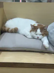 Cat Café MOFF 静岡PARCO店に投稿された画像（2026/6/22）