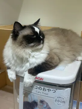 Cat Café MOFF 静岡PARCO店に投稿された画像（2026/6/22）