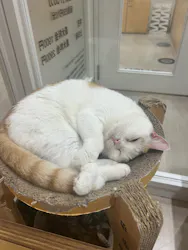 Cat Café MOFF 静岡PARCO店に投稿された画像（2026/6/22）