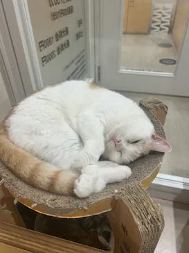 Cat Café MOFF 静岡PARCO店に投稿された画像（2026/6/22）