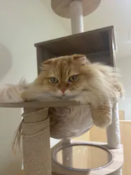 Cat Café MOFF 静岡PARCO店に投稿された画像（2026/6/22）