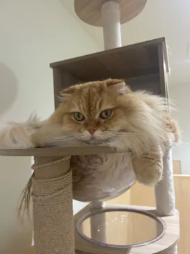 Cat Café MOFF 静岡PARCO店に投稿された画像（2026/6/22）