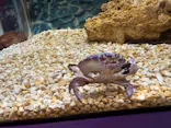 世界淡水魚園水族館　アクア・トトぎふに投稿された画像（2026/6/23）