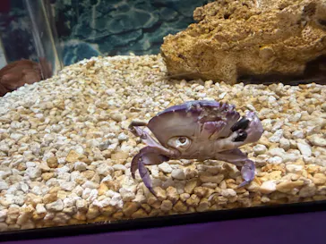 世界淡水魚園水族館　アクア・トトぎふに投稿された画像（2026/6/22）