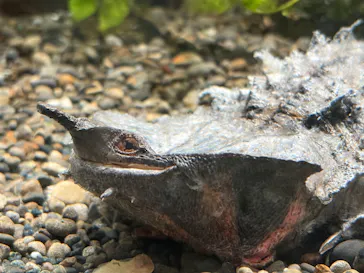 世界淡水魚園水族館　アクア・トトぎふに投稿された画像（2026/6/22）