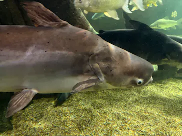 世界淡水魚園水族館　アクア・トトぎふに投稿された画像（2026/6/22）