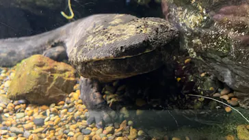 世界淡水魚園水族館　アクア・トトぎふに投稿された画像（2026/6/22）
