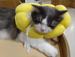 Cat Café MOFF つかしん店に投稿された画像（2026/6/22）