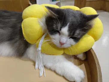 Cat Café MOFF つかしん店に投稿された画像（2026/6/22）